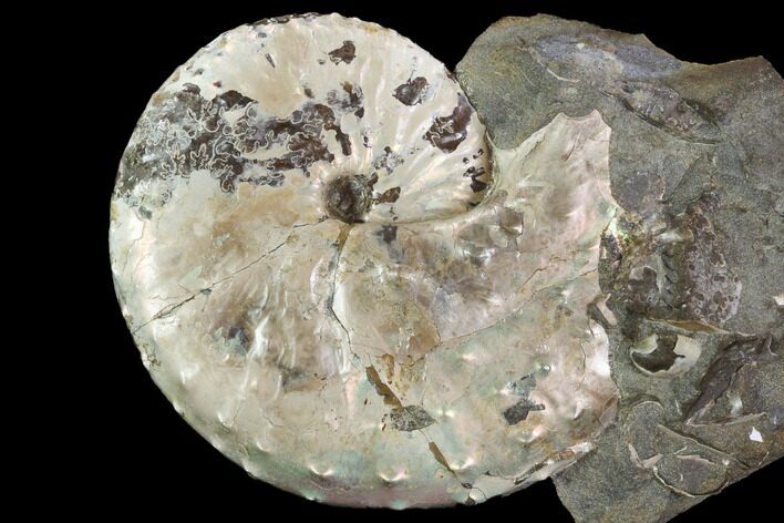 Iridescent Discoscaphites Ammonite - South Dakota #98721